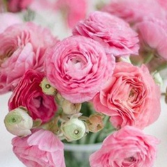 269509 Канатбаева Ирина