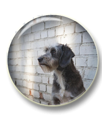 Подвалъ бродячей собаки